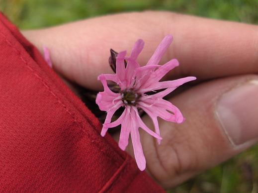 Silene flos-cuculi / Crotonella Fior di cuculo